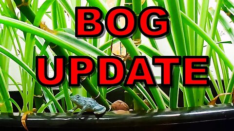 Bog Filter Update!!