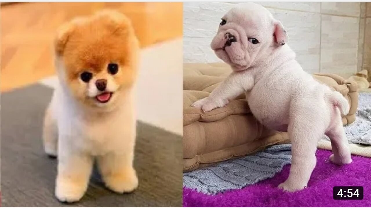 Its Very Cute Animals Dog Pets Funny Vedio.