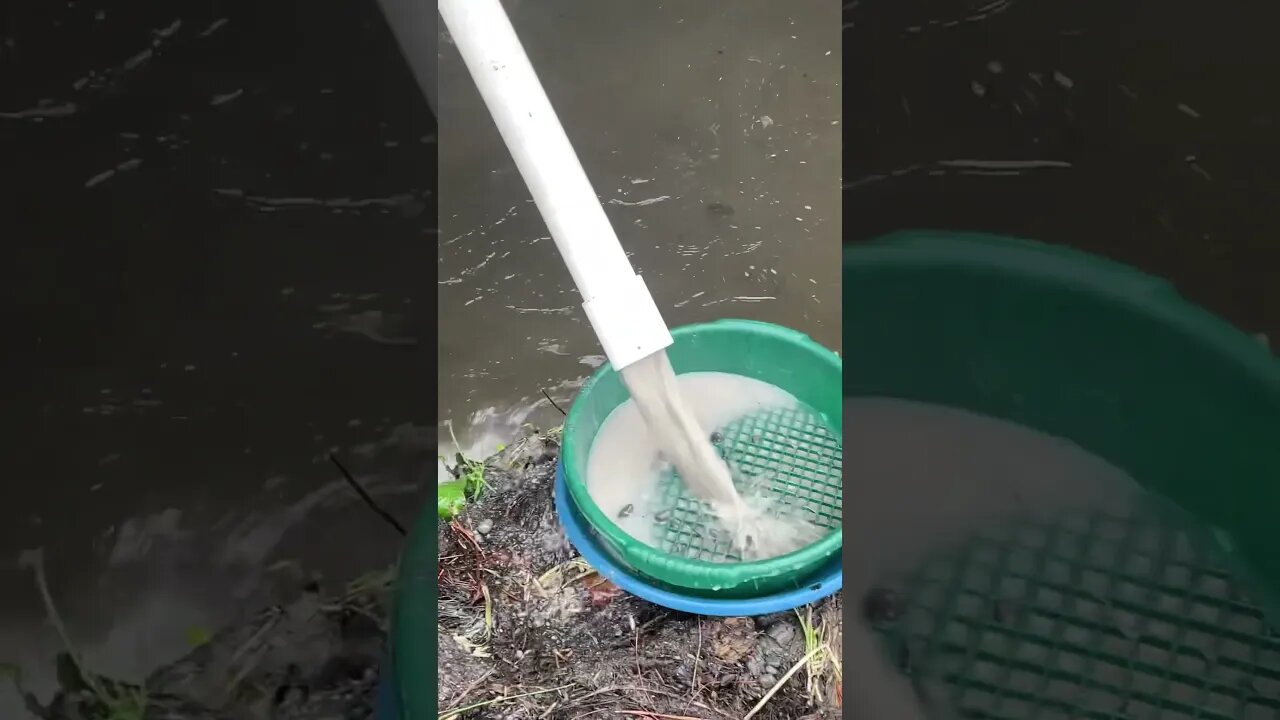 Hand dredging and panning to find river gold!