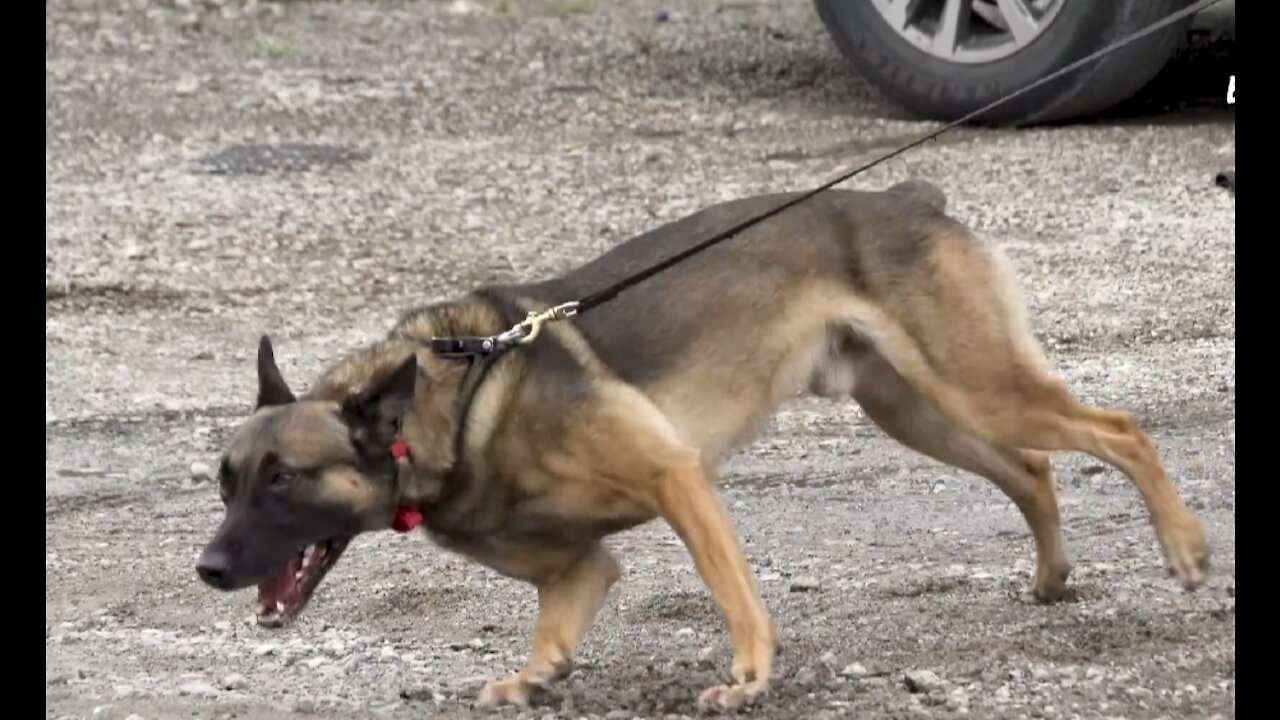 Training The World’s Toughest Police Dogs.