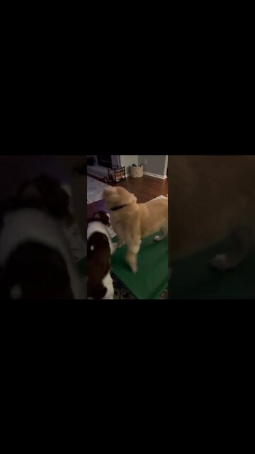 Springer Spaniel + Golden Retriever Puppies Playing With Barkbox Toy Part 2