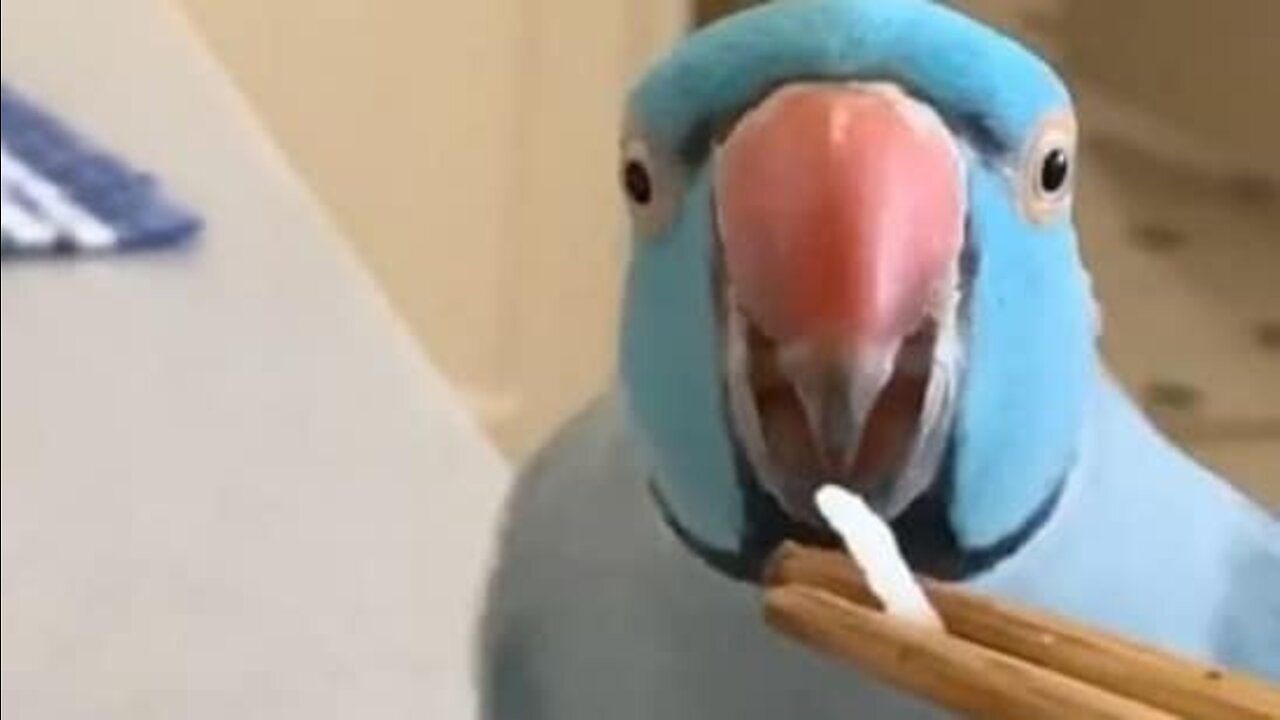 Heart shapped wings means a happy loving bird, even when mom tries to eat him