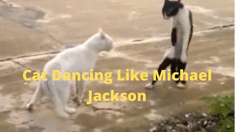 Cat Dancing Like Michael Jackson