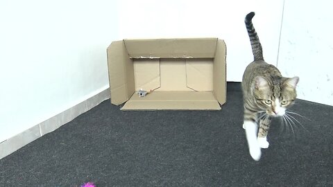 This Funny Cat Loves Boxes