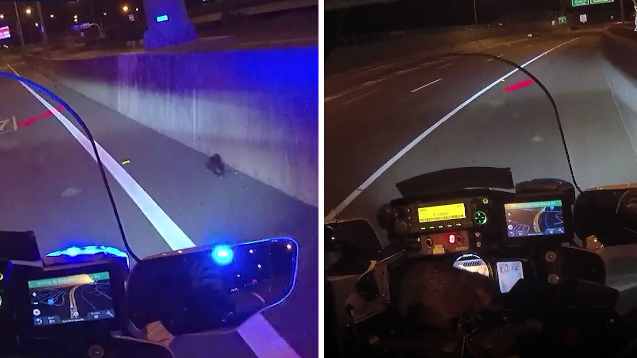 Possum hitches ride with police officer rescuing injured magpie