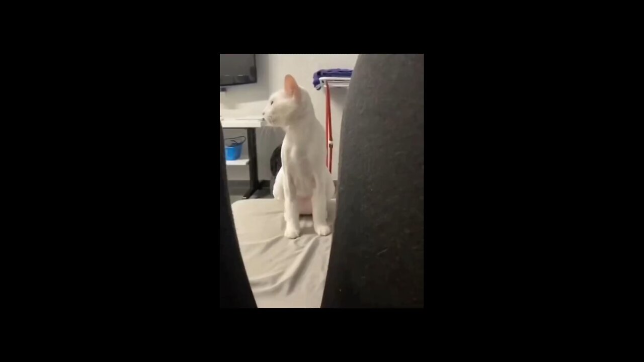 Very silly cats