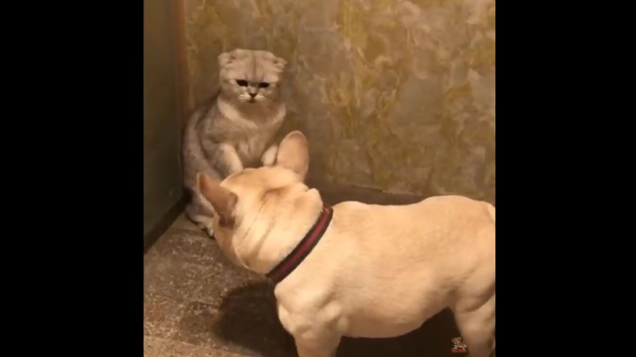 When Dogs & Cats Fight, The Funny Video 2021