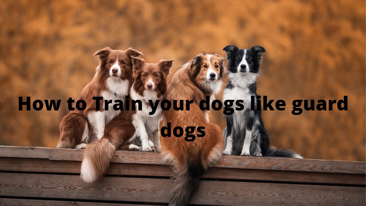 How to train a dog into a Guard dog