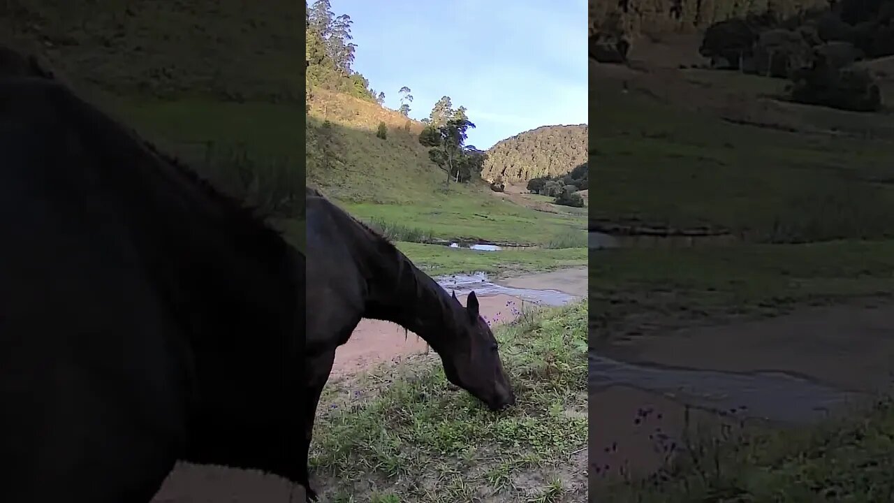 The secret lives of horses
