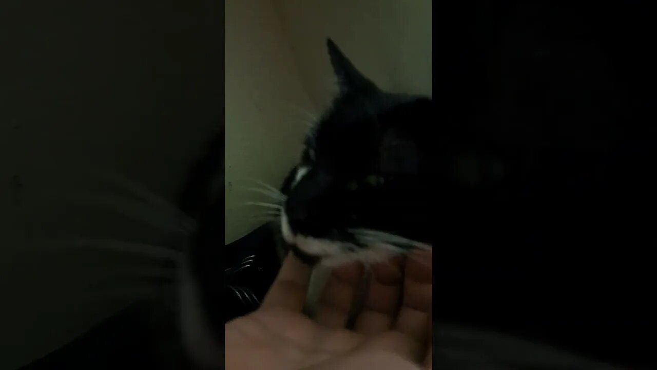 Happy Rescue Cat Purrs