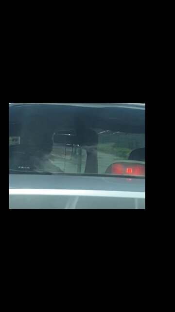 Video: Mujer fue amenazada con un arma de fuego por pitarle a un conductor en Bucaramanga