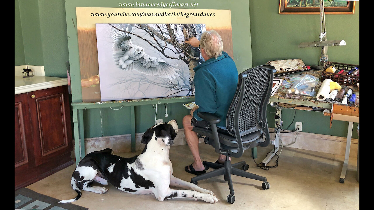 Great Dane Watches Artist Paint Snowy Owl