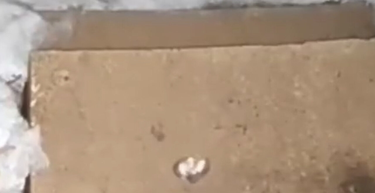 Security camera captures epic mouse brawl on home's doorsteps