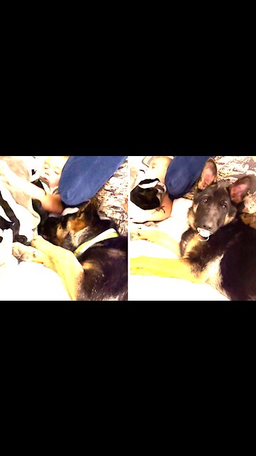 Sneaky Pup Steals Baby's Pacifier