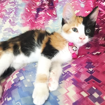 Foster kitten dreams of drinking milk