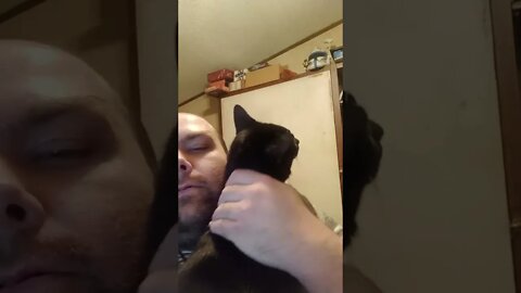 Daddy loves little kitty #shorts #shortsvideo #shortsfeed #catvideos