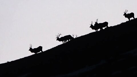 Monster Bulls 2022 17