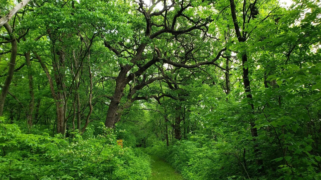 Origins of Burial, Reincarnation, Sky Traveler's, Pyramids & Mounds, Its all Connected, On Scene