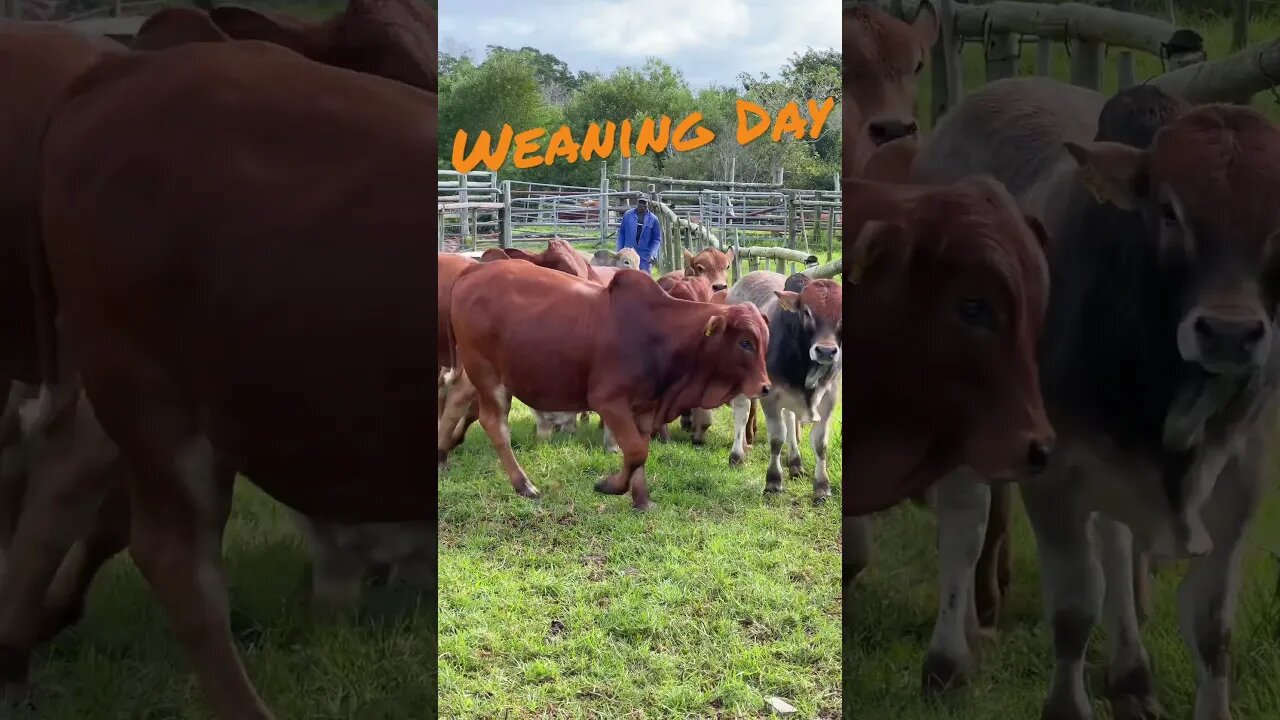 Weaning day at De La Vida Boran on Fairfax Farm. #borancattle #boran #biggestbull