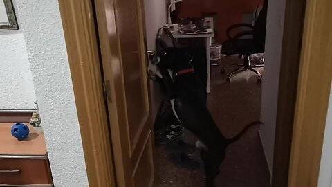 Dog closes door and opens it from the inside