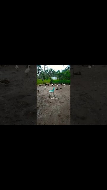 Good morning ducks had a lot of rain in the last few days