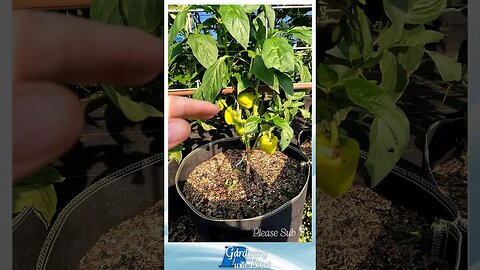 Developing a Small Productive and Beautiful Bell Pepper on a Compact Plant