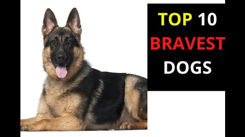 TOP 10 Bravest Dog Breeds In The World!