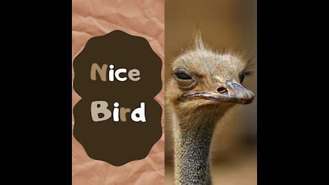 Nice funny bird