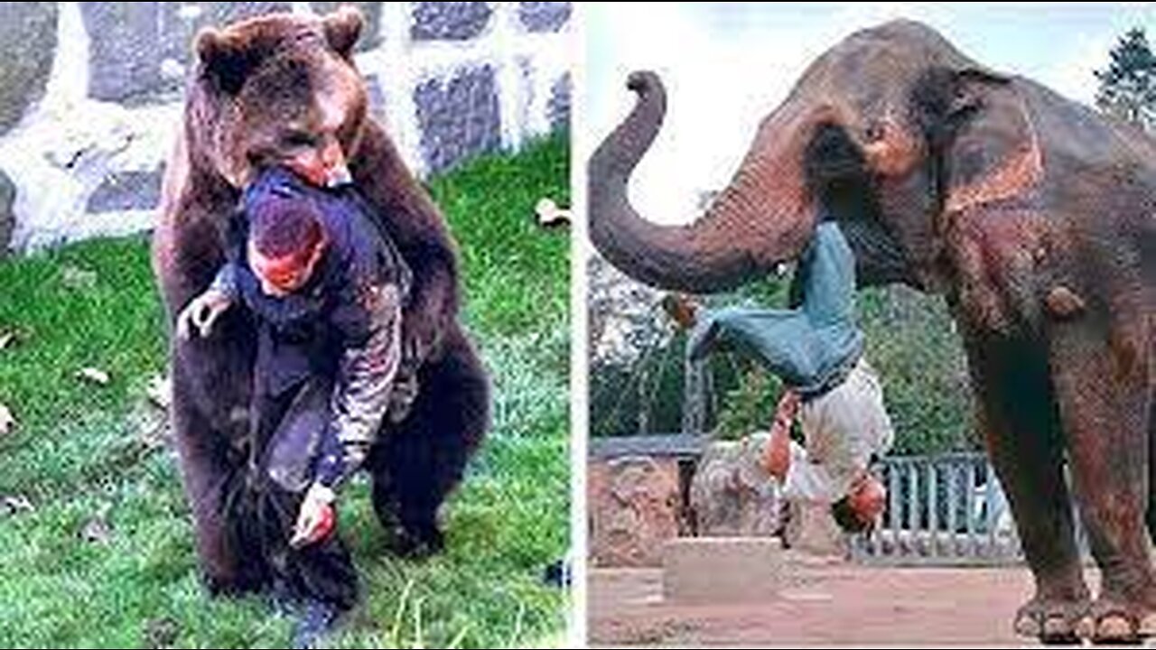When Animals Revenge On Humans- Live caught on camera