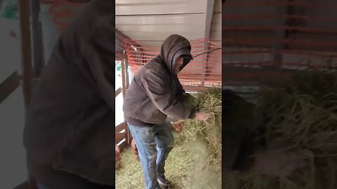 #shorts #farmanimals #homesteading