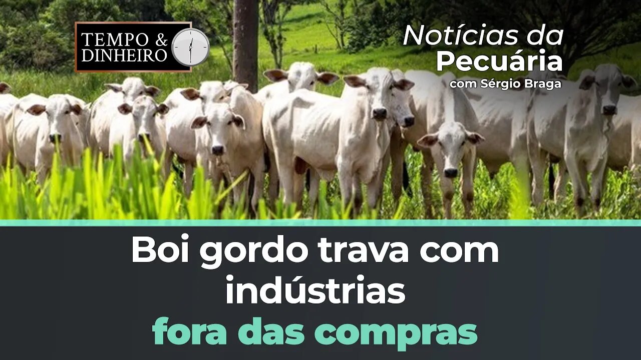 Boi gordo trava com indústrias fora das compras e baixo escoamento de carne