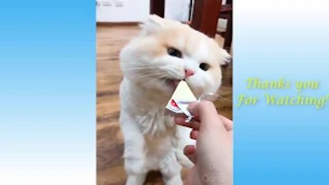 Animals Doing Things 😍 Funny Cat and Dog Videos Compilation 2021