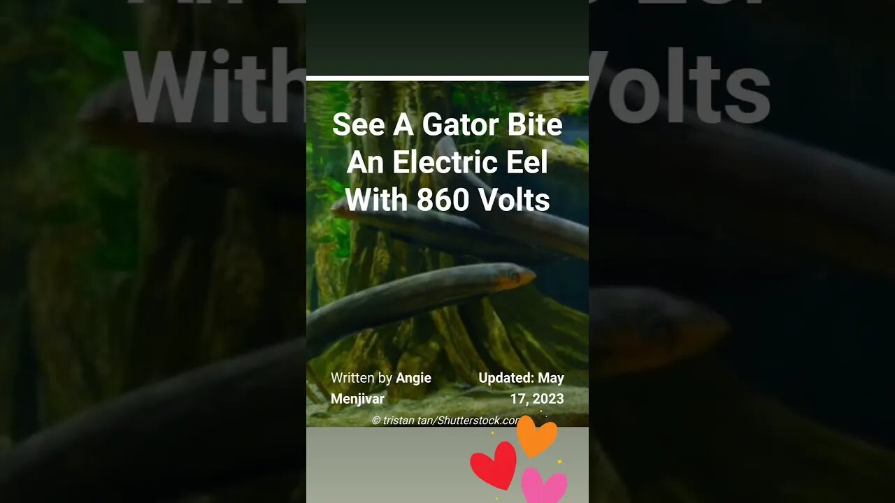 GATOR BITE ELECTRIC EEL 860 VOLTS