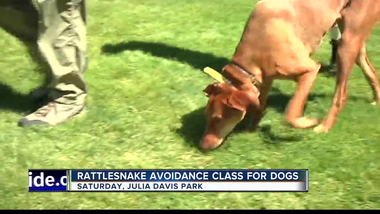 Rattlesnake Avoidance Training Course available tomorrow