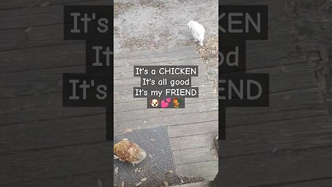 A CHICKEN & tempted 2 CHASE but it's my FRIEND#dog#chicken