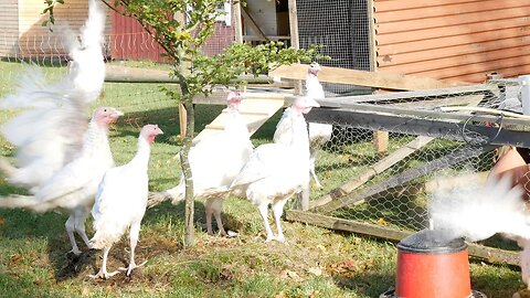 Turkeys Doing The Happy Dance