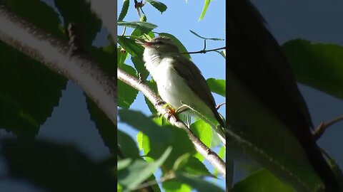 What kind of Bird is this?