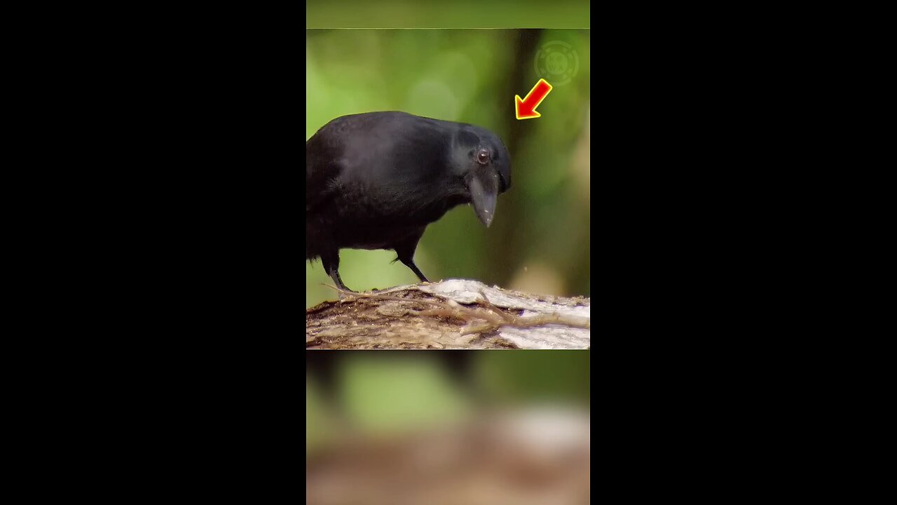 This bird has 200 IQ