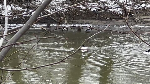 American Mergansers still agitated