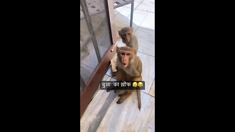 funny monkey 🐒