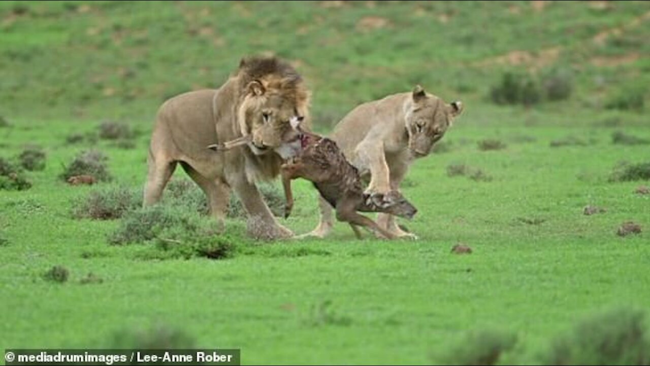 Lion attack baby antelope