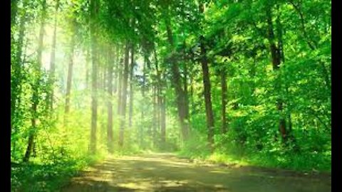 No Copyright Background Nature Video Free Stock Footage