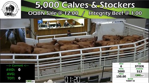 11/8/2022 - OKC West Calf and Stocker Auction