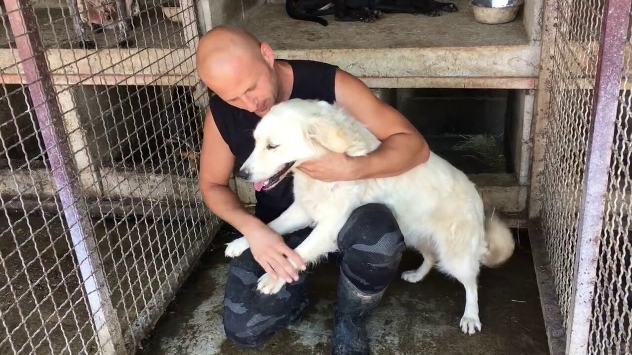 Lovely dog rescue, She then found a new home.