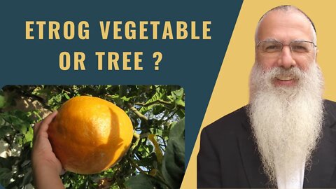 Mishna Bikkurim Chapter 2 Mishnah 6 Etrog vegetable or tree?