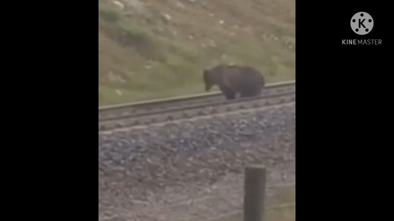 Gigantic Grizzly In Canada 🏔 🐻 🍁