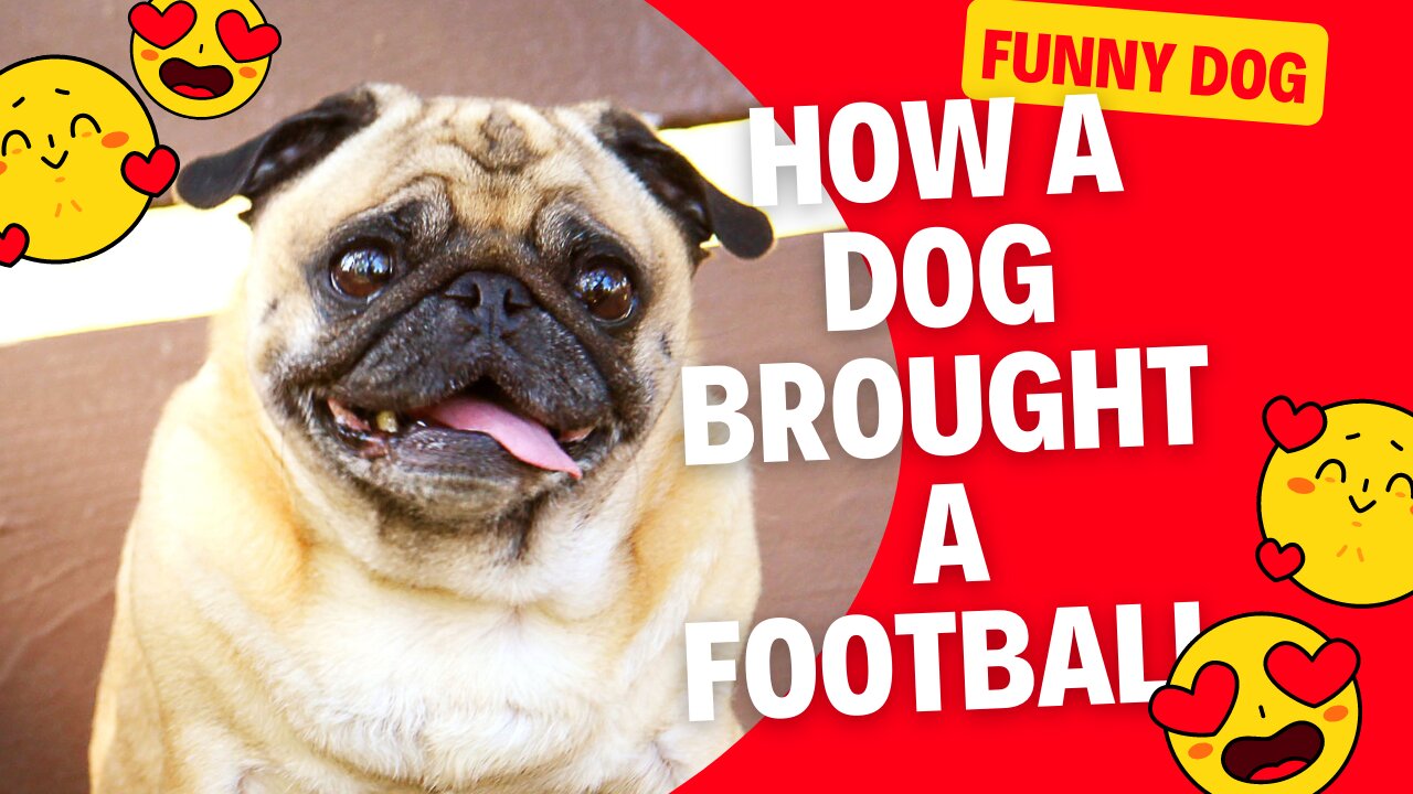 Canine interruption- How a dog brought a football