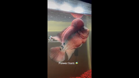 Flower horn fish