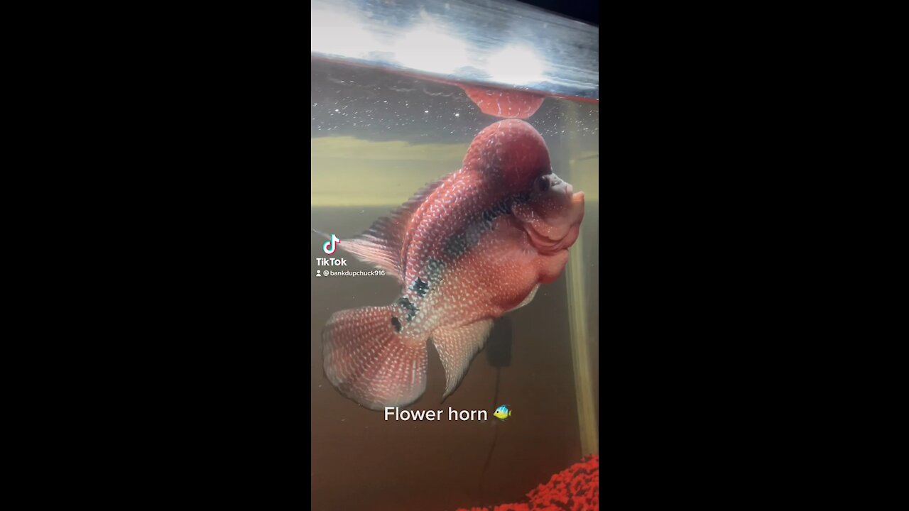 Flower horn fish