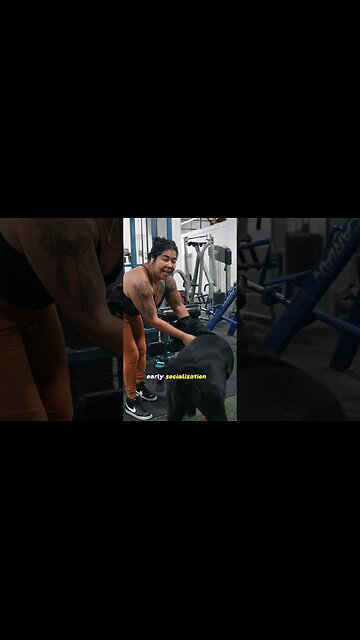 IMPORTANCE of EARLY Socialization #canecorso #dog #shorts